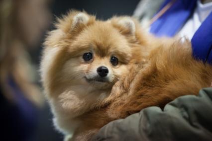 Ставрополь.  Собака породы шпиц на Международной выставке собак.
