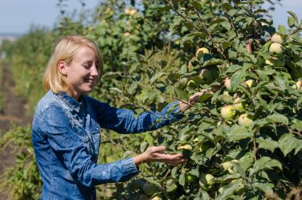 Самарская область. Девушка собирает яблоки.