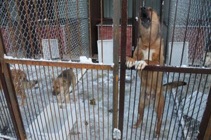 Нижний Новгород. Собаки в приюте для бездомных животных.