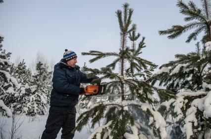 Самара.  Заготовка елок для новогодних праздников.