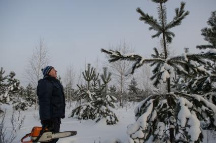 Самара.  Заготовка елок для новогодних праздников.