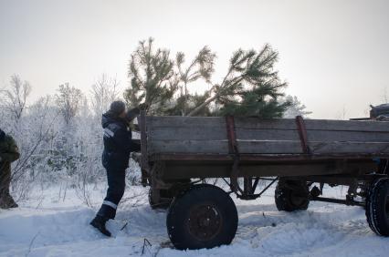 Самара.  Заготовка елок для новогодних праздников.