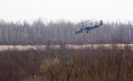 Ленинградская область. Вертолетные учения Западного военного округа (ЗВО). Боевой вертолет КА-52.