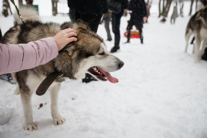 Ставрополь. Собаки  породы хаски.