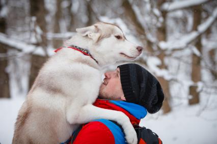 Ставрополь. Собака породы хаски  с хозяином.