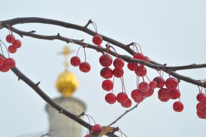 Москва. Купол храма Большое Вознесение и ветка с плодами красных райских яблок.
