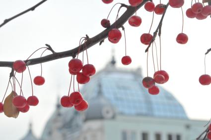 Москва. Ветка с плодами красных райских яблок.