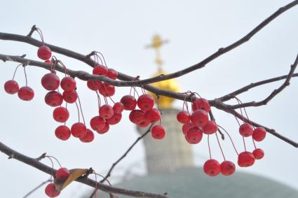 Москва. Ветка с плодами красных райских яблок.