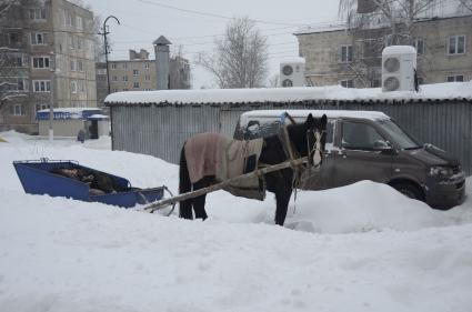 Тульская область, п. Бородинский.  Запряженная в сани лошадь.