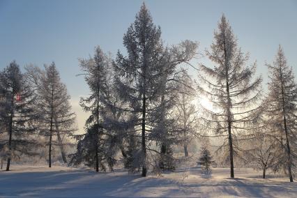 Красноярск.  Иней на деревьях.