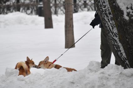 Москва. Собаки гуляют на бульваре.