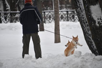 Москва. Мужчина с собакой гуляет  на бульваре.