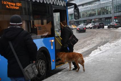 Москва.  Мужчина с собакой садится в автобус.