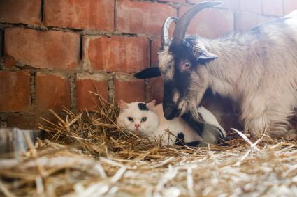 Челябинск. Коза по кличке Клеопатра и ее друг кот  по кличке Цезарь в приюте для диких животных Карена Даллакяна `Спаси меня`.