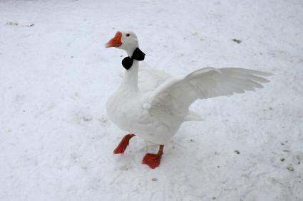 Нижний Новгород. Гусь с галстуком-бабочка на шее в зоопарке `Лимпопо`.