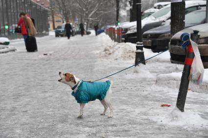 Москва. Собака породы Джек Рассел терьер на прогулке.