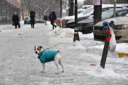 Москва. Собака породы Джек Рассел терьер на прогулке.