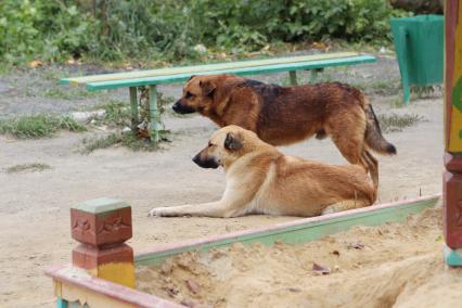 Челябинск. Бездомные собаки у песочницы на детской площадке.