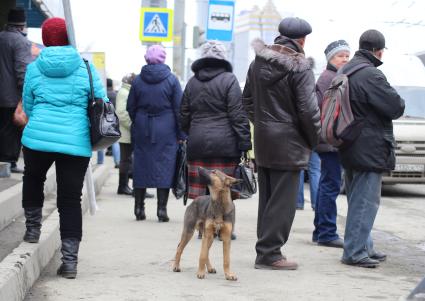 Челябинск. Бездомная собака  на одной из улиц города.