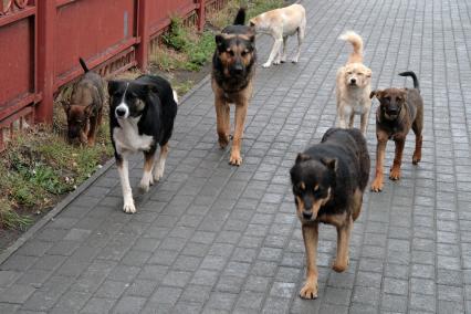 Челябинск. Бездомные собаки  на одной из улиц города.