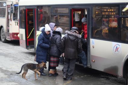 Челябинск. Бездомная собака  на одной из улиц города.