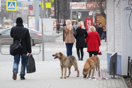 Челябинск. Бездомные собаки  на одной из улиц города.