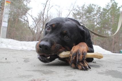 Челябинск.  Собака породы ротвейлер грызет кость на улице.