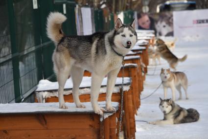 Москва.  Собаки породы хаски в парке `Сокольники` , где проходит  реабилитационно-образовательная программа `По пути с хаски`.