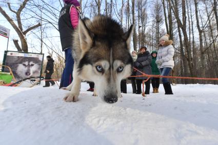 Москва.  Собака породы хаски в парке `Сокольники` , где проходит  реабилитационно-образовательная программа `По пути с хаски`.