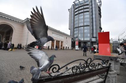 Москва.  Голуби возле станции метро `Парк Культуры`.