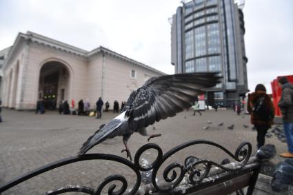 Москва.  Голуби возле станции метро `Парк Культуры`.