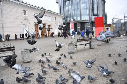 Москва.  Голуби возле станции метро `Парк Культуры`.