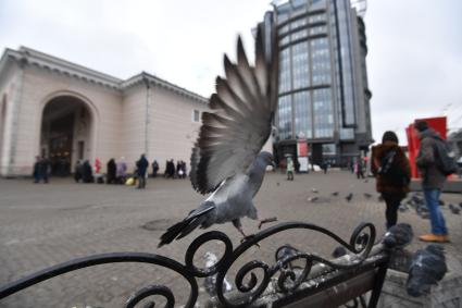 Москва.  Голуби возле станции метро `Парк Культуры`.