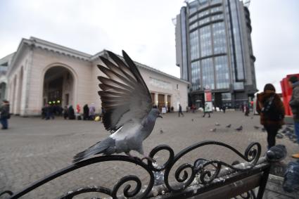 Москва.  Голуби возле станции метро `Парк Культуры`.