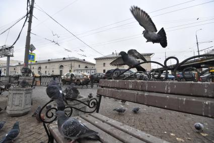 Москва.  Голуби возле станции метро `Парк Культуры`.