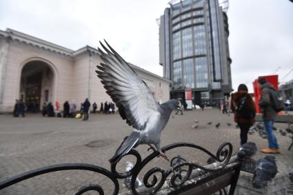 Москва.  Голуби возле станции метро `Парк Культуры`.