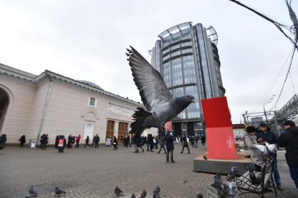 Москва.  Голуби возле станции метро `Парк Культуры`.