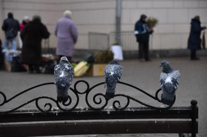 Москва.  Голуби возле станции метро `Парк Культуры`.