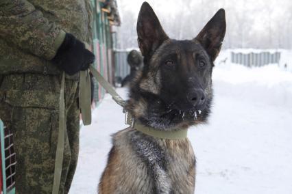 Башкирия. Служебная собака на военном полигоне Алкино-2 во время специальных учений ко Дню инженерных войск.