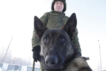 Башкирия. Служебная собака на военном полигоне Алкино-2 во время специальных учений ко Дню инженерных войск.
