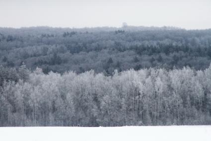 Нижегородская область.  Иней на деревьях.