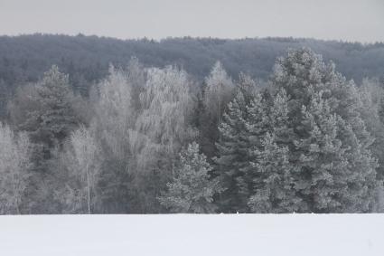 Нижегородская область.  Иней на деревьях.