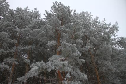 Нижегородская область.  Иней на деревьях.