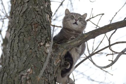 Тула. Кот на дереве.