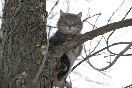 Тула. Кот на дереве.
