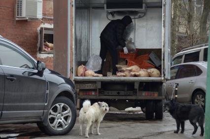 Тула.  Собаки наблюдают за отгрузкой мяса из машины.