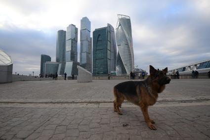 Москва.   Собака породы немецкая овчарка  на набережной Тараса Шевченко напротив Делового центра Москва-Сити..