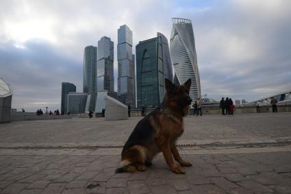 Москва.   Собака породы немецкая овчарка сидит  на набережной Тараса Шевченко напротив Делового центра Москва-Сити..