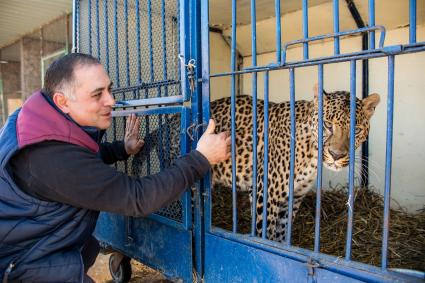 Челябинск. Леопард в приюте для диких животных `Спаси меня`, организованном зоозащитниками .