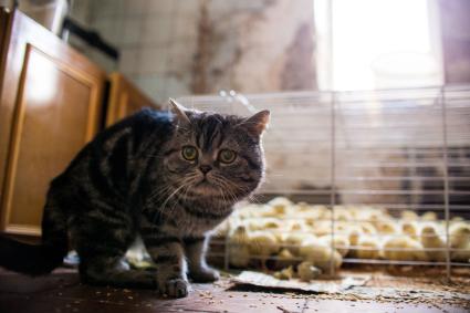 Челябинск. Кот рядом с цыплятами  в приюте для диких животных `Спаси меня`, организованном зоозащитниками .